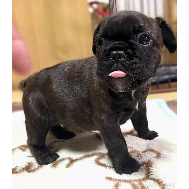 成約済の愛媛県のフレンチブルドッグ-412153の38枚目