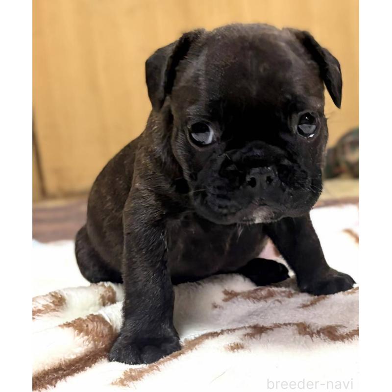 成約済の愛媛県のフレンチブルドッグ-412153の37枚目