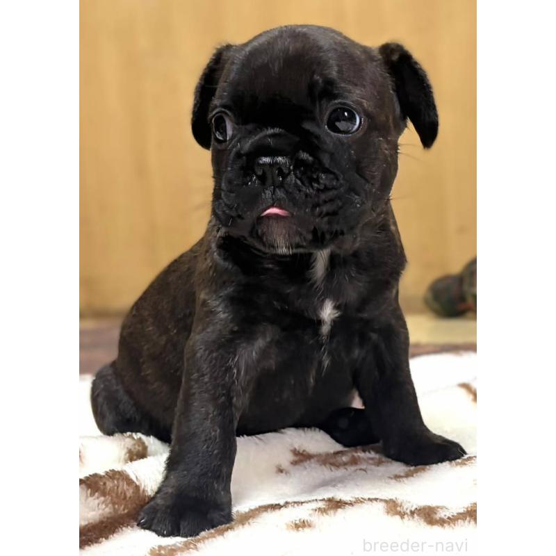 成約済の愛媛県のフレンチブルドッグ-412153の36枚目