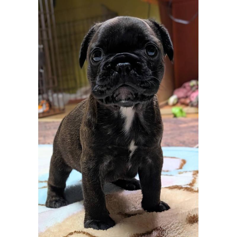 成約済の愛媛県のフレンチブルドッグ-412153の35枚目