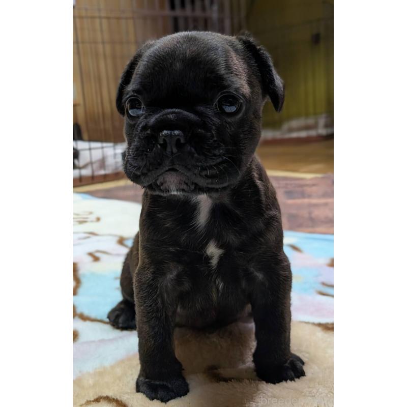 成約済の愛媛県のフレンチブルドッグ-412153の34枚目