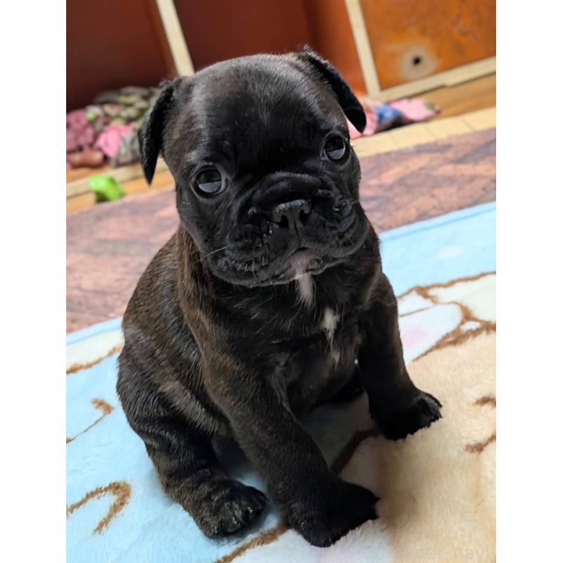 成約済の愛媛県のフレンチブルドッグ-412153の33枚目