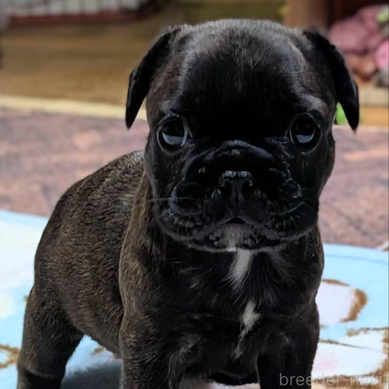 成約済の愛媛県のフレンチブルドッグ-412153の32枚目