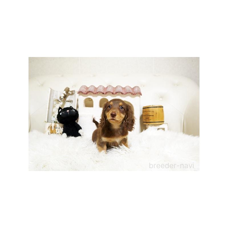 成約済の佐賀県のミニチュアダックスフンド(ロングヘアード)-408482の4枚目