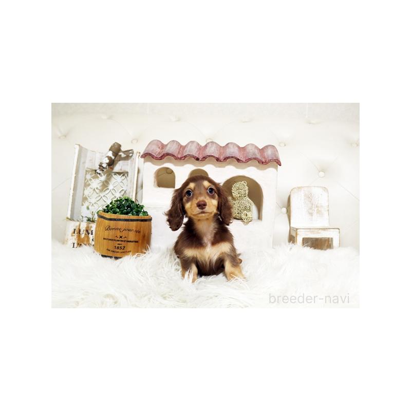 成約済の佐賀県のミニチュアダックスフンド(ロングヘアード)-408486の4枚目