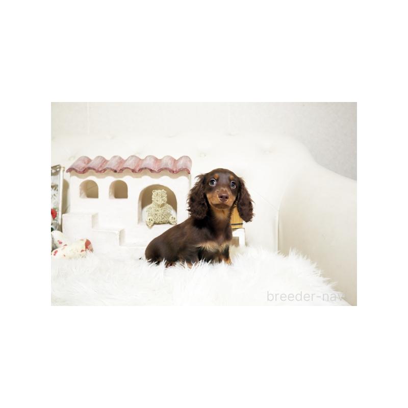 成約済の佐賀県のミニチュアダックスフンド(ロングヘアード)-408487の5枚目