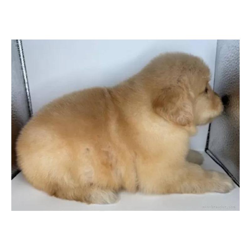 販売中の福島県のゴールデンレトリーバー-413153の4枚目