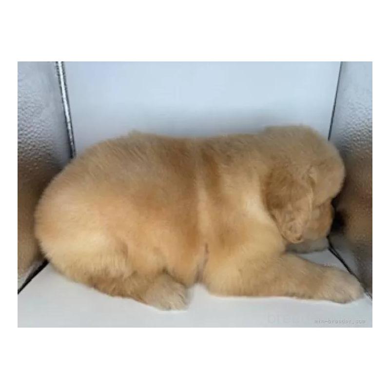 販売中の福島県のゴールデンレトリーバー-413157の3枚目