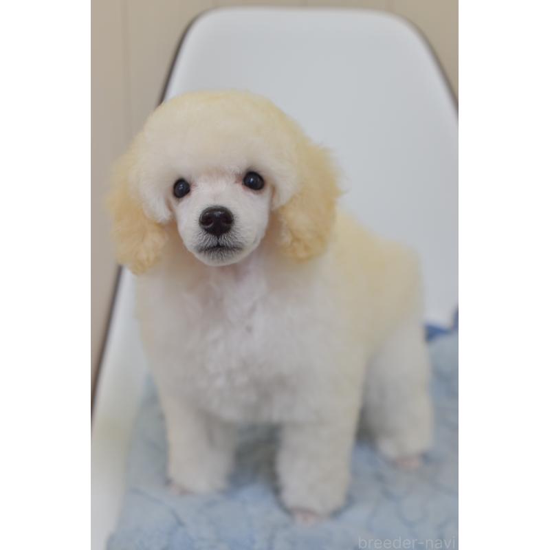 販売中の福島県のミニチュアプードル-413155の2枚目