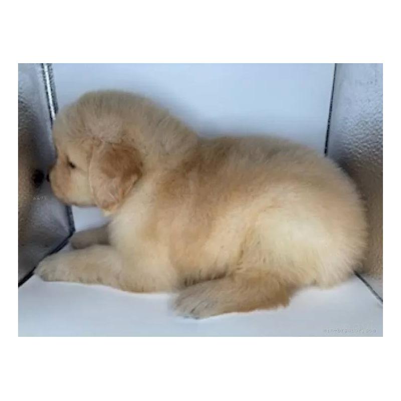 販売中の福島県のゴールデンレトリーバー-413158の3枚目