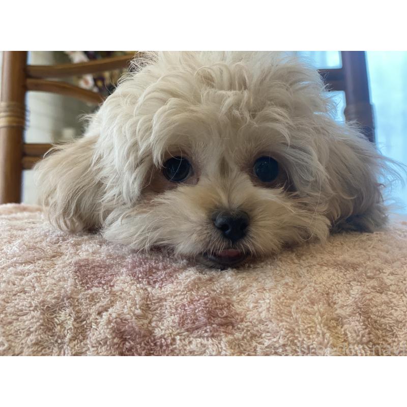 販売中の埼玉県のミックス犬-413163の4枚目