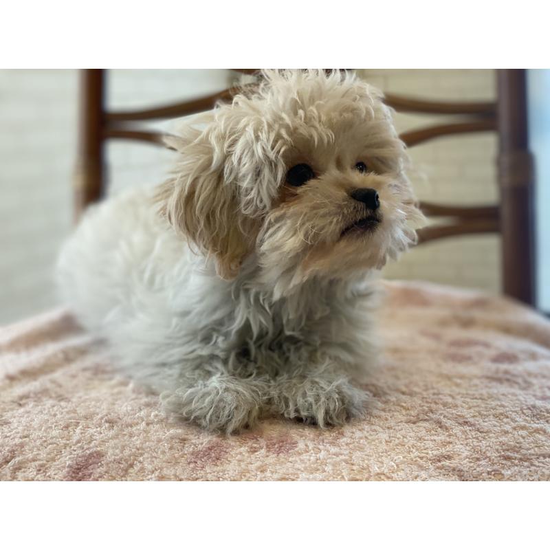 販売中の埼玉県のミックス犬-413163の2枚目