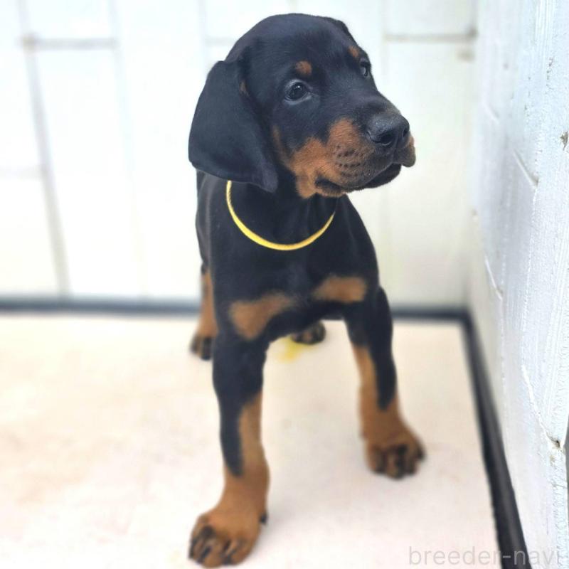 成約済の茨城県のドーベルマン-412610の9枚目