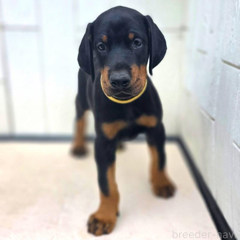 成約済の茨城県のドーベルマン-412610の8枚目