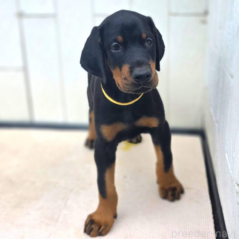 成約済の茨城県のドーベルマン-412610の7枚目