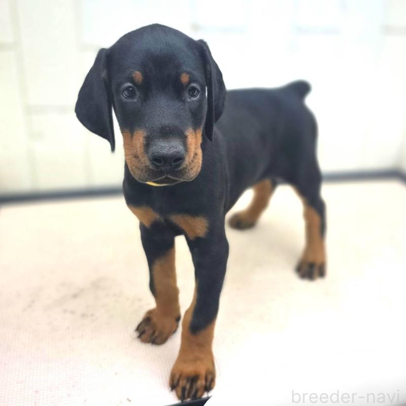 成約済の茨城県のドーベルマン-412610の6枚目