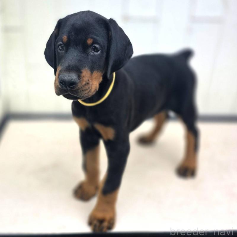 成約済の茨城県のドーベルマン-412610の5枚目