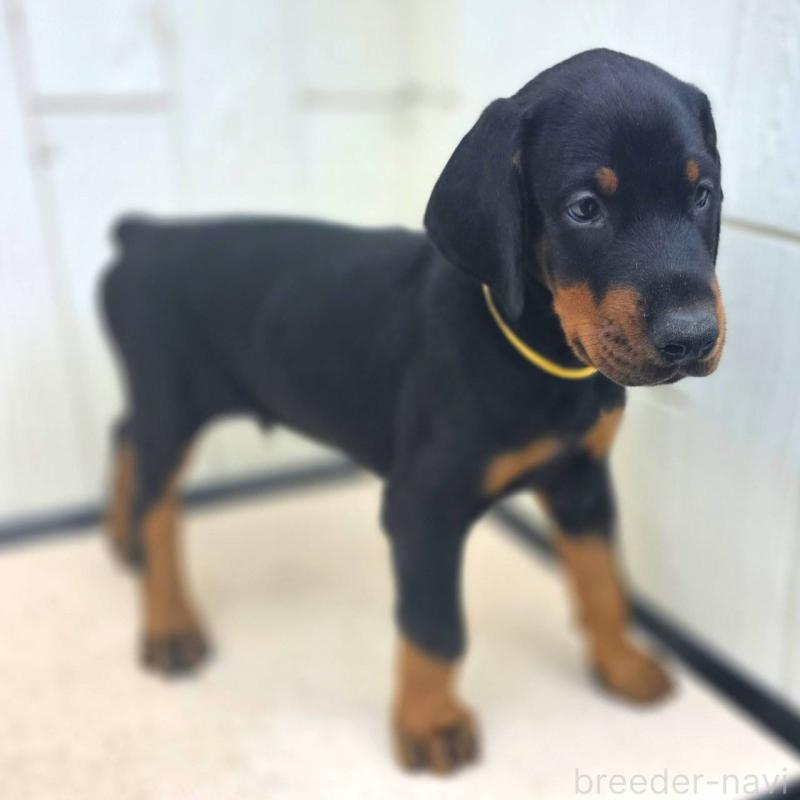 成約済の茨城県のドーベルマン-412610の4枚目