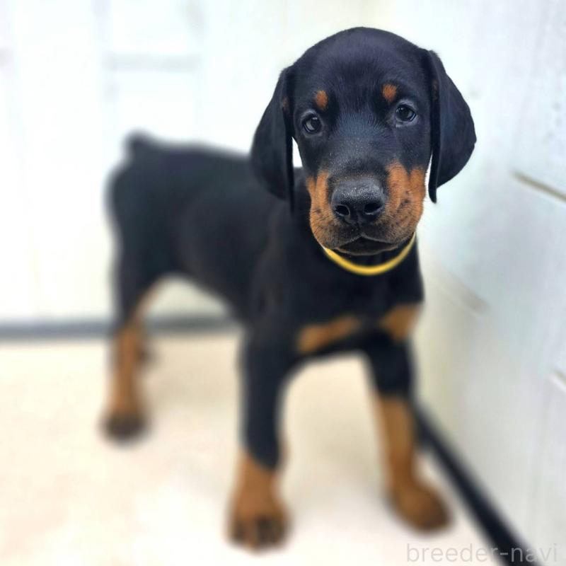 成約済の茨城県のドーベルマン-412610の3枚目