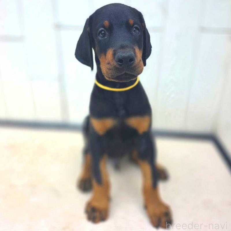 成約済の茨城県のドーベルマン-412610の2枚目