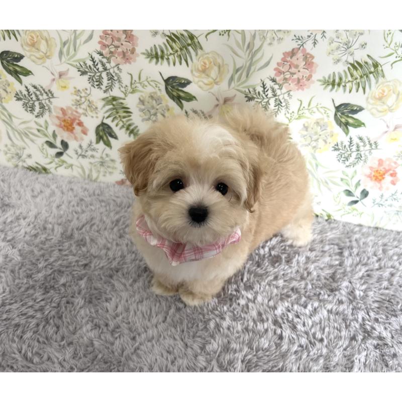 成約済の福岡県のマルプー:マルチーズ×トイプードル-410169の4枚目