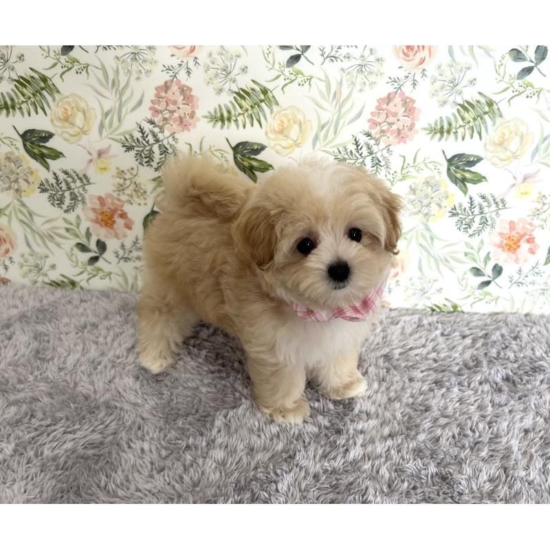 成約済の福岡県のマルプー:マルチーズ×トイプードル-410169の1枚目