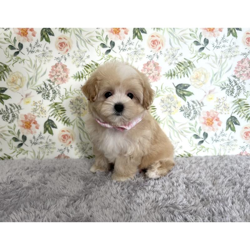 成約済の福岡県のマルプー:マルチーズ×トイプードル-410169の2枚目