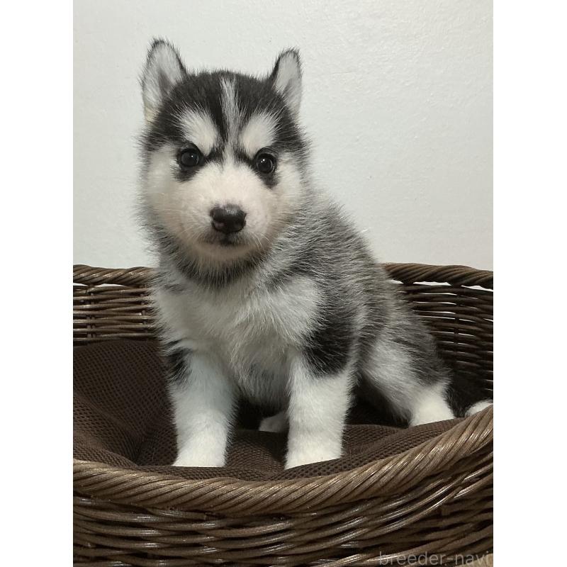 成約済の神奈川県のシベリアンハスキー-411831の11枚目