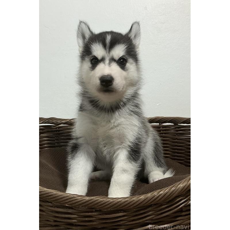 成約済の神奈川県のシベリアンハスキー-411833の11枚目