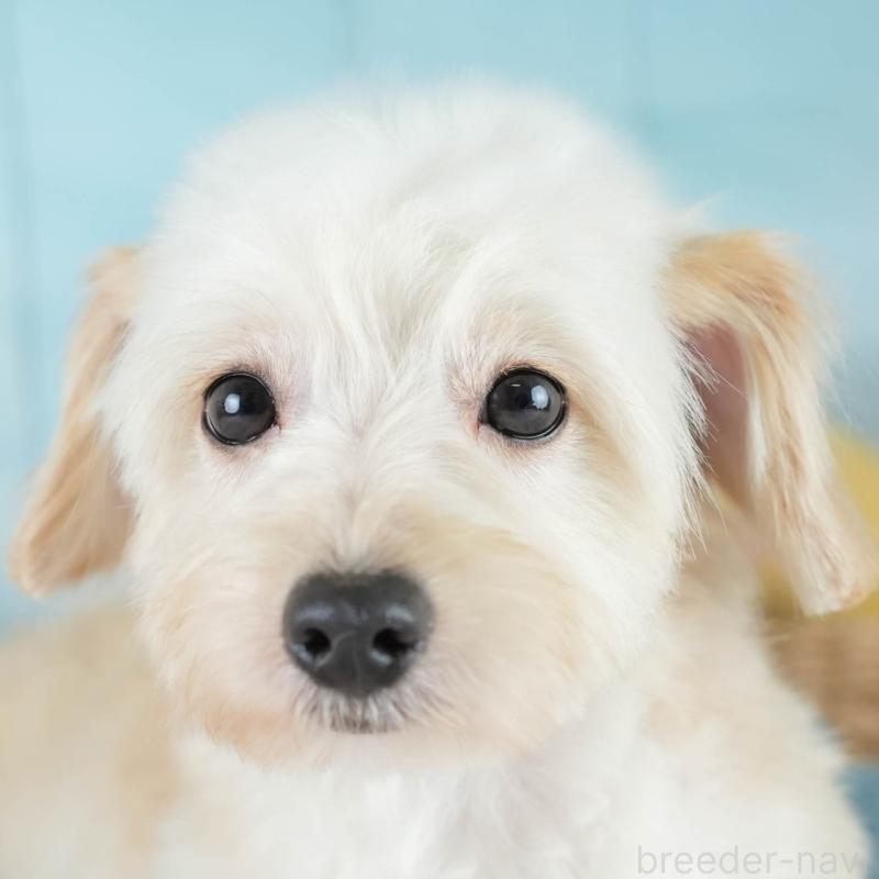 成約済ののポメプー:ポメラニアン×トイプードル-412533