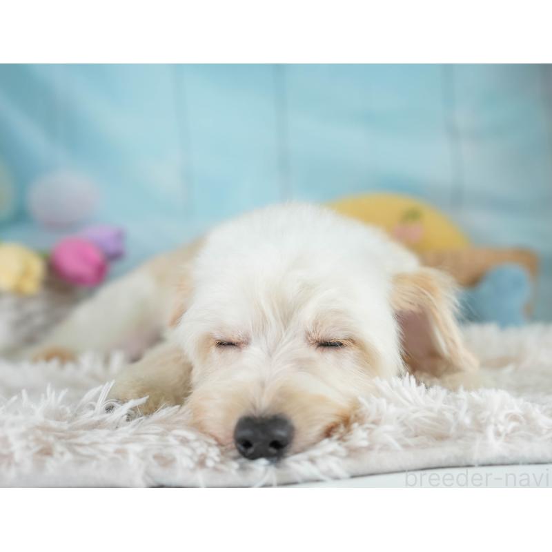 成約済の埼玉県のポメプー:ポメラニアン×トイプードル-412533の8枚目