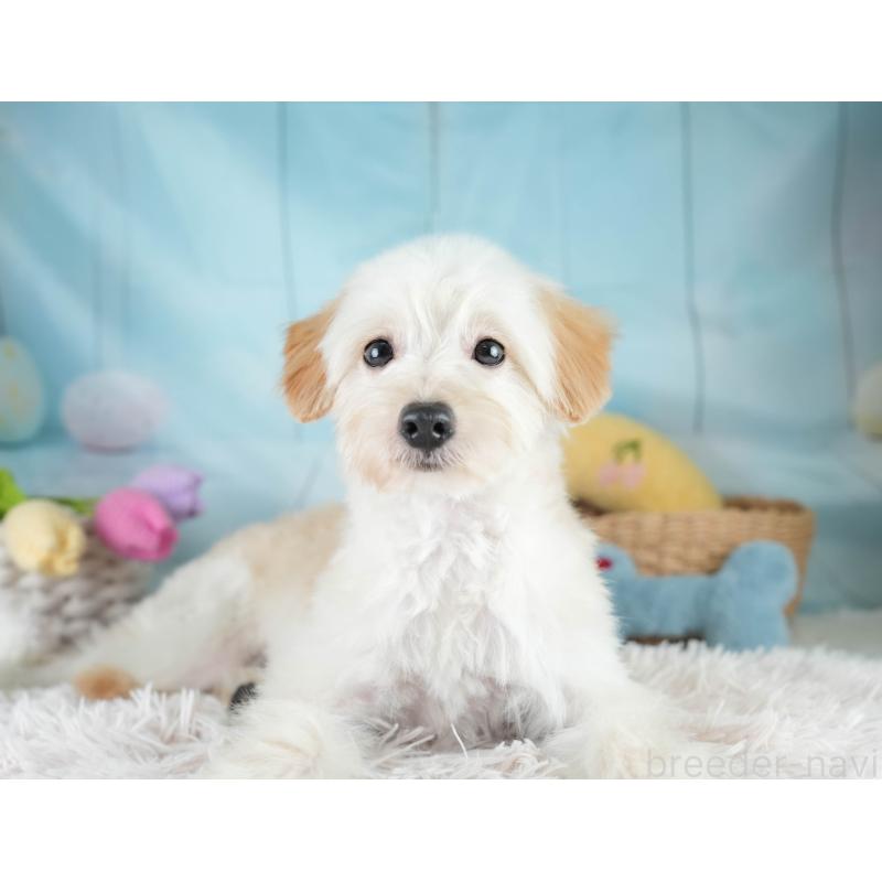 成約済の埼玉県のポメプー:ポメラニアン×トイプードル-412533の7枚目