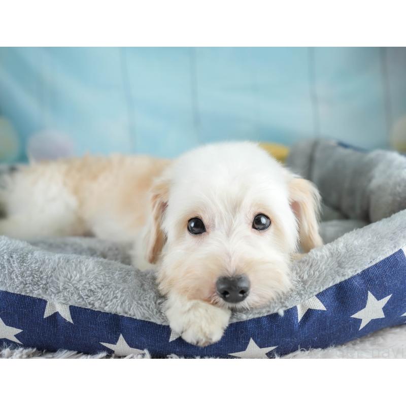 成約済の埼玉県のポメプー:ポメラニアン×トイプードル-412533の6枚目