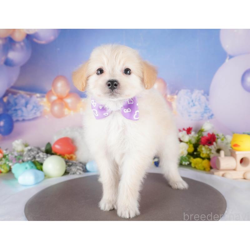 成約済の埼玉県のポメプー:ポメラニアン×トイプードル-412533の5枚目