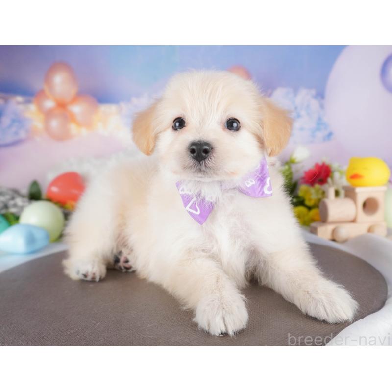 成約済の埼玉県のポメプー:ポメラニアン×トイプードル-412533の4枚目