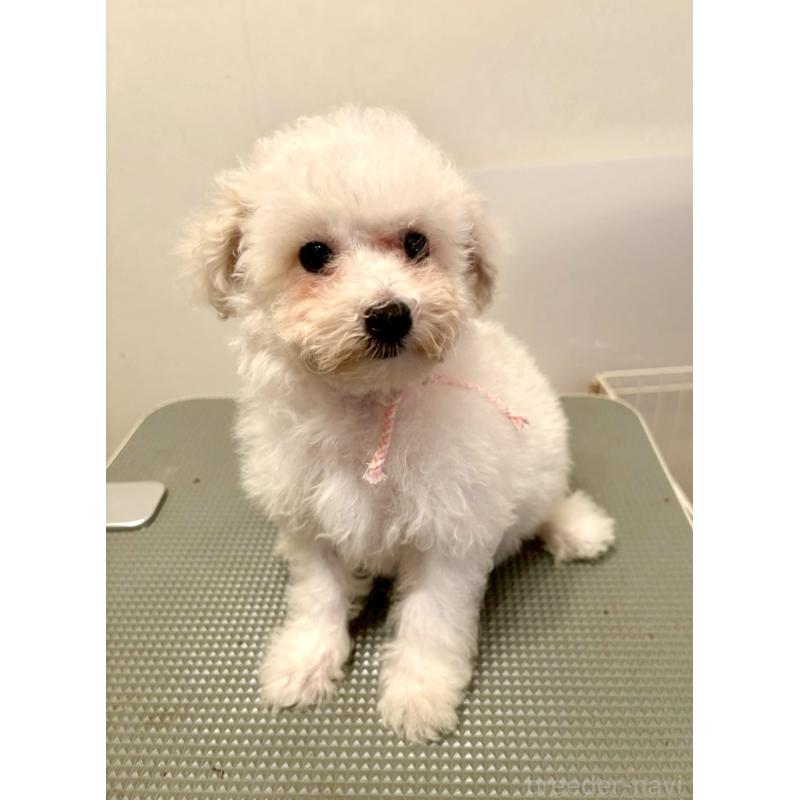 販売中の東京都のミックス犬-404064の8枚目