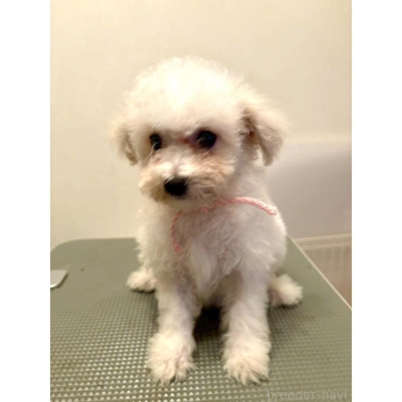 販売中の東京都のミックス犬-404064の7枚目