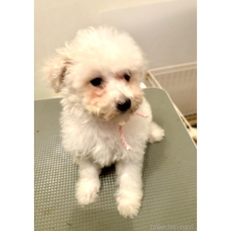 販売中の東京都のミックス犬-404064の6枚目