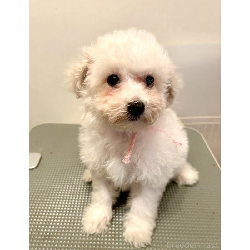 販売中の東京都のミックス犬-404064の5枚目