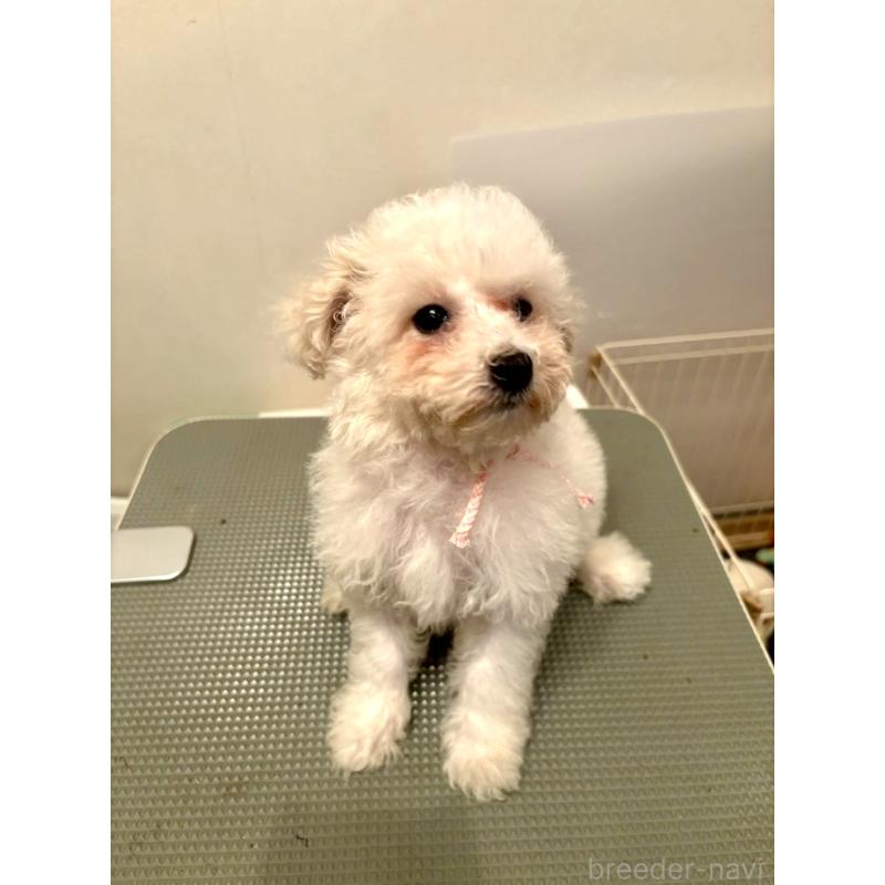 販売中の東京都のミックス犬-404064の4枚目