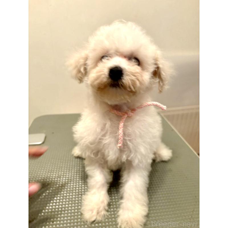 販売中の東京都のミックス犬-404064の3枚目