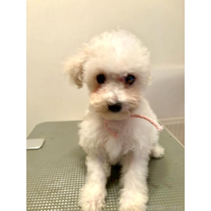 販売中の東京都のミックス犬-404064