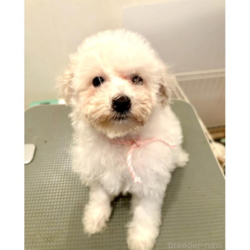 販売中の東京都のミックス犬-404064の2枚目