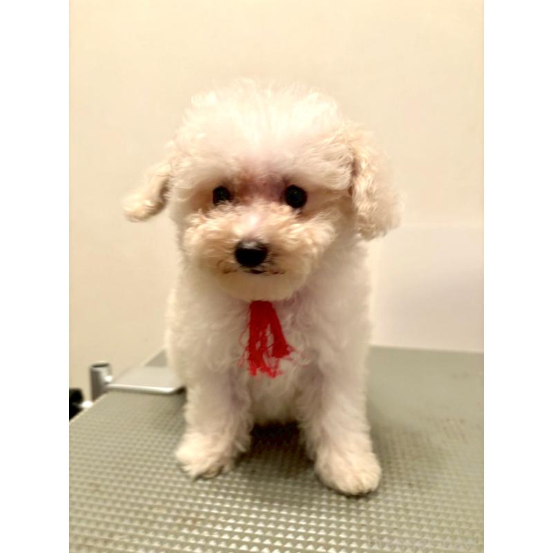 販売中の東京都のミックス犬-404067の5枚目