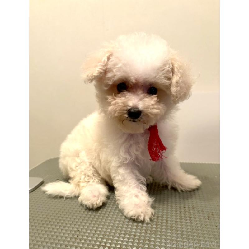 販売中の東京都のミックス犬-404067