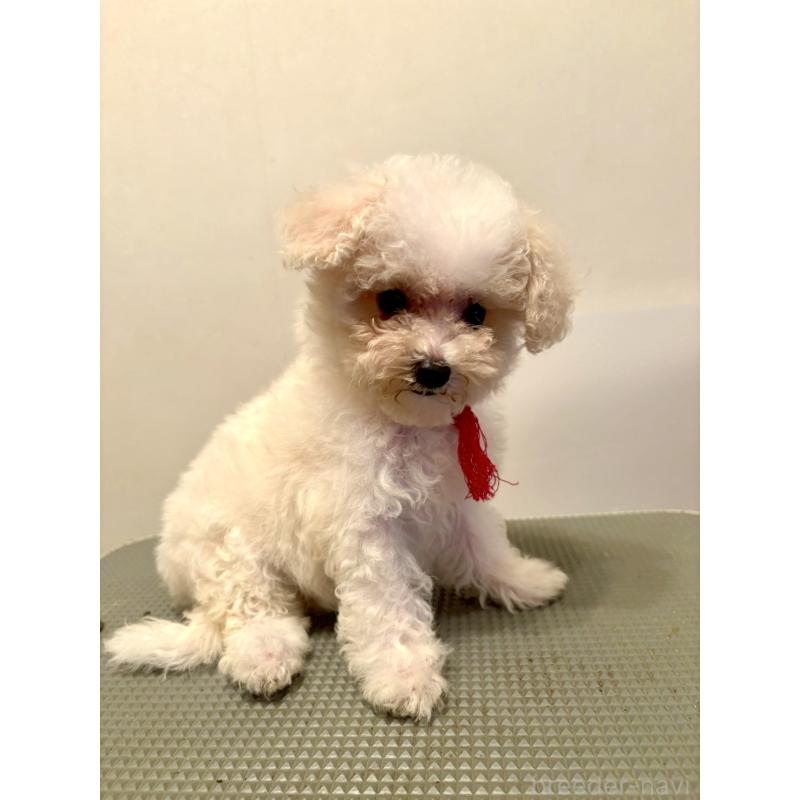 販売中の東京都のミックス犬-404067の4枚目