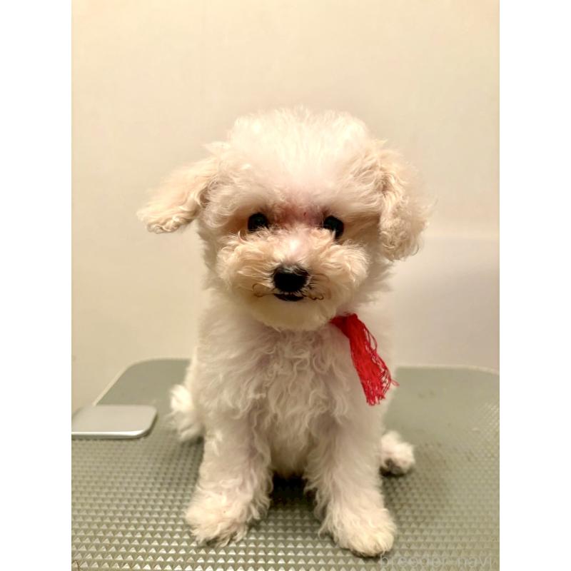 販売中の東京都のミックス犬-404067の3枚目