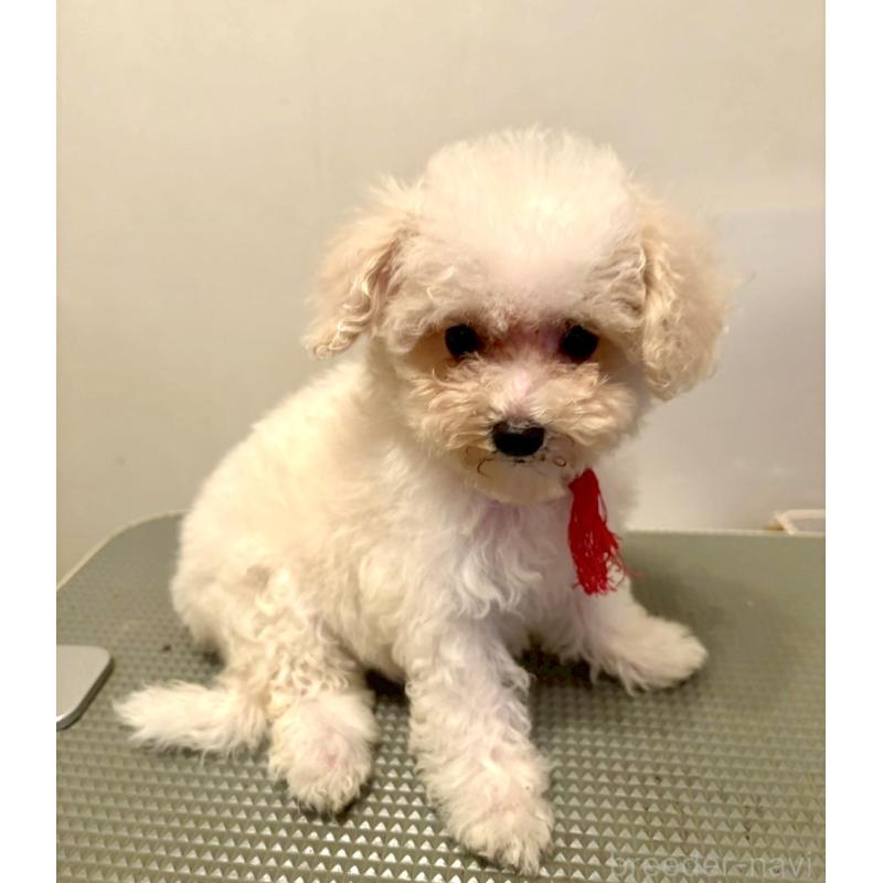 販売中の東京都のミックス犬-404067の2枚目