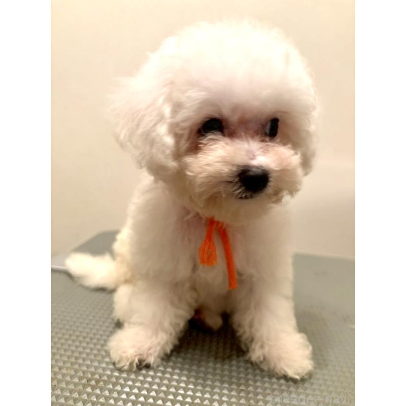 販売中の東京都のミックス犬-404061の7枚目