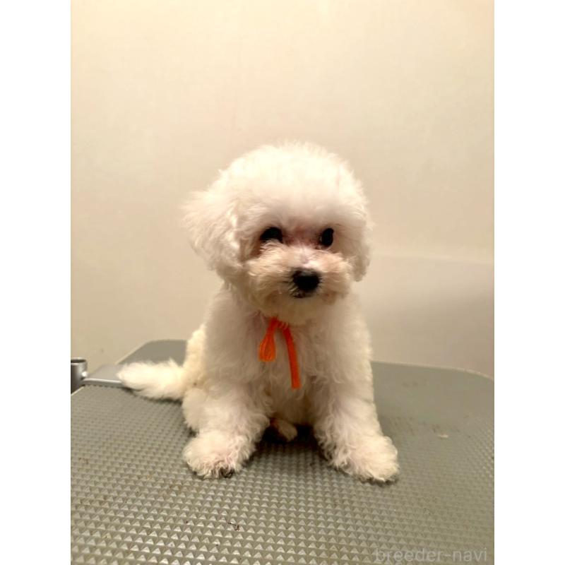 販売中の東京都のミックス犬-404061の6枚目